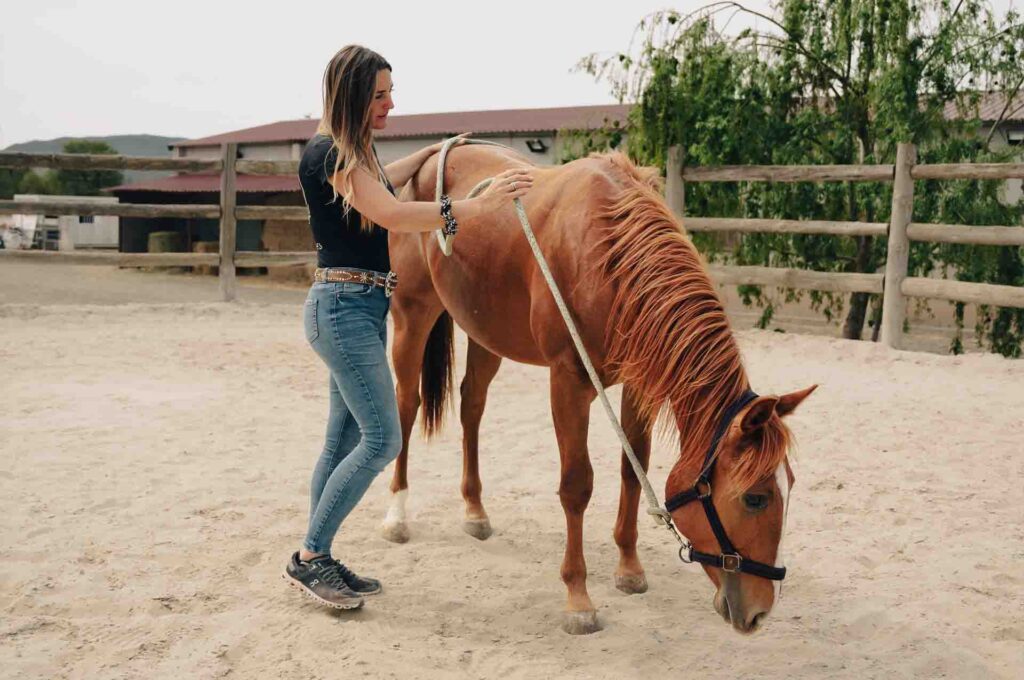 Compraventa de caballos western y asesoramiento en compras en el extranjero.